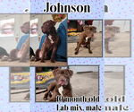 Small #2 Labrador Retriever Mix