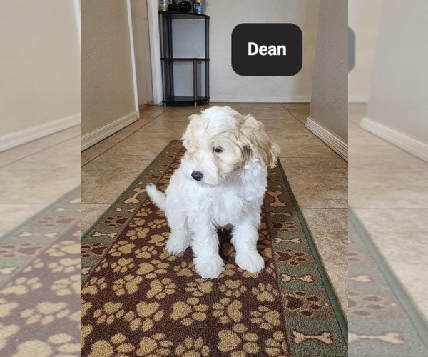 Medium Photo #8 Poovanese Puppy For Sale in TUCSON, AZ, USA