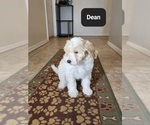 Small #7 Poovanese