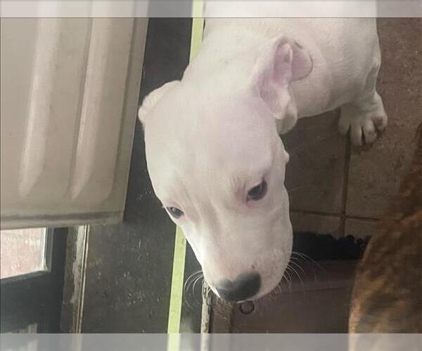 Medium Photo #2 American Pit Bull Terrier-Unknown Mix Puppy For Sale in Conroe, TX, USA
