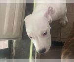 Small #1 American Pit Bull Terrier Mix