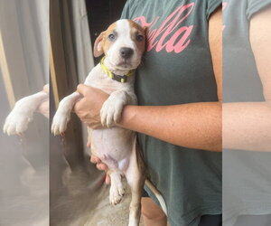 Peyton - Male Mutt Dog for Adoption - Photo #3