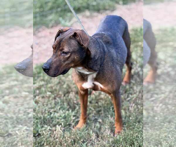 Medium Photo #3 Mutt Puppy For Sale in Shelburne, VT, USA