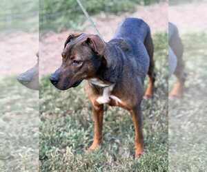 Rufus - Male Mutt Dog for Adoption - Photo #3