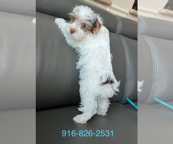 Medium Photo #19 Yorkshire Terrier Puppy For Sale in ROCKLIN, CA, USA