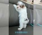 Small #18 Yorkshire Terrier