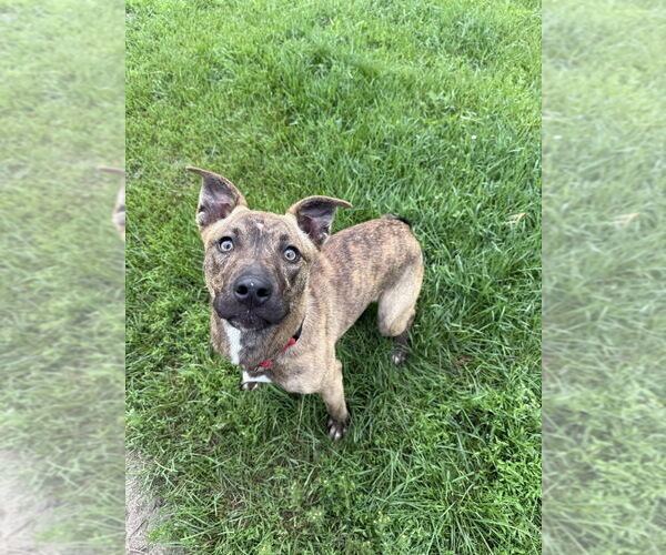 Medium Photo #4 Mutt Puppy For Sale in Bemidji, MN, USA