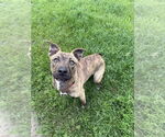 Small #3 Mutt