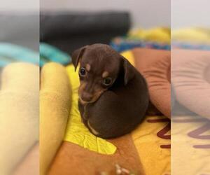Chiweenie Dog for Adoption in MARIETTA, Georgia USA