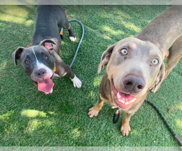 Medium Photo #2 Unknown-Weimaraner Mix Puppy For Sale in Lakewood, CO, USA