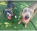 Small #1 Weimaraner Mix
