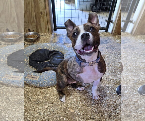 Medium Photo #1 Boxer-Unknown Mix Puppy For Sale in Magnolia Springs, AL, USA