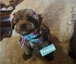Puppy Presley Cavachon-Poodle (Toy) Mix