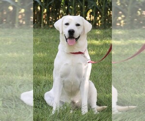 Mother of the Labrador Retriever puppies born on 06/10/2025
