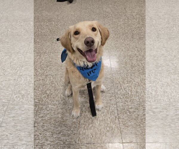Medium Photo #32 Golden Labrador Puppy For Sale in Minneapolis, MN, USA