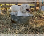 Small Photo #10 Komondor Puppy For Sale in GUTHRIE, OK, USA