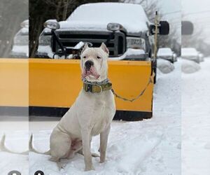 Father of the Dogo Argentino puppies born on 03/23/2022