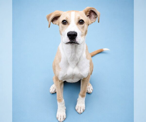 Medium Photo #1 Labrador Retriever-Unknown Mix Puppy For Sale in Westminster, MD, USA