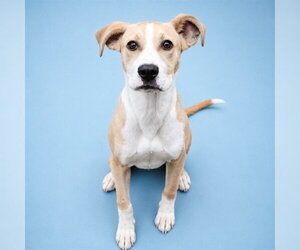 Labrador Retriever-Unknown Mix Dogs for adoption in Westminster, MD, USA