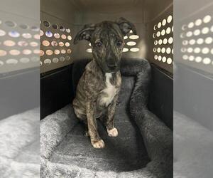American Pit Bull Terrier Dogs for adoption in Bakersfield, CA, USA