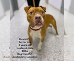 Small #2 Boxer Mix