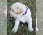 Small Photo #34 Labrador Retriever Puppy For Sale in OLYMPIA, WA, USA