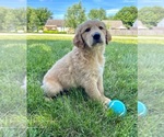 Small Photo #25 Golden Retriever Puppy For Sale in GREENFIELD, IN, USA