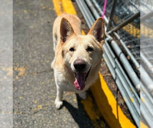 German Shepherd Dog Dogs for adoption in Millburn, NJ, USA