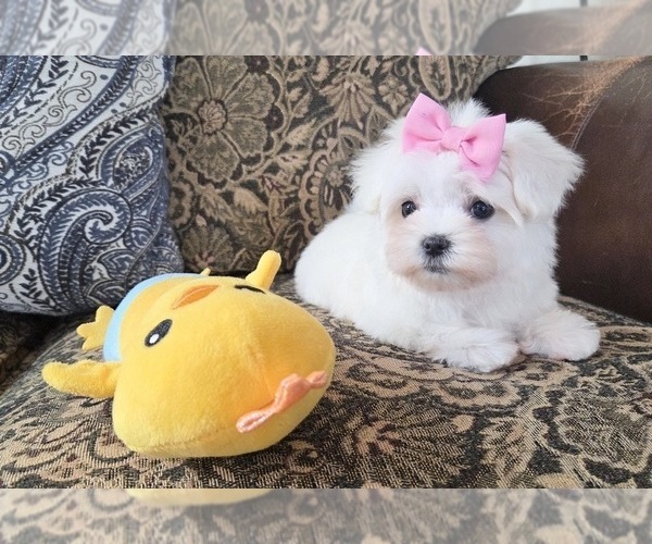 Medium Photo #3 Maltese Puppy For Sale in SANTA CLARITA, CA, USA