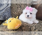 Small #2 Maltese