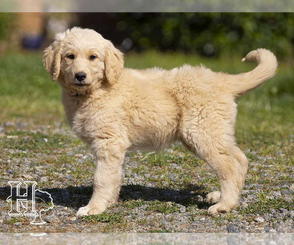 Medium Photo #3 Golden Pyrenees-Poodle (Standard) Mix Puppy For Sale in ELLENBORO, NC, USA