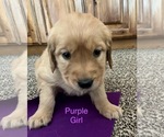 Puppy Purple Girl Golden Retriever