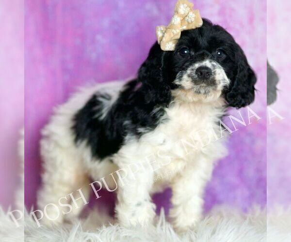 Medium Photo #2 Cavapoo (Miniature) Puppy For Sale in WARSAW, IN, USA