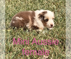 Miniature Australian Shepherd Puppy for sale in CHAMOIS, MO, USA