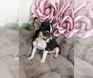Medium Chihuahua
