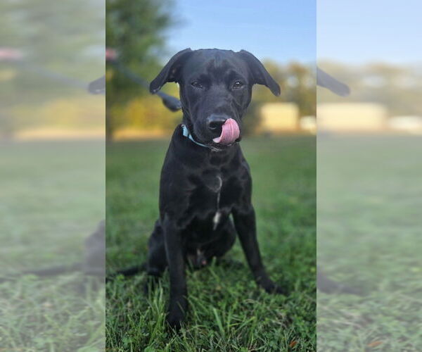 Medium Photo #3 Labrador Retriever-Unknown Mix Puppy For Sale in Foristell, MO, USA