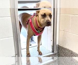 American Pit Bull Terrier-Weimaraner Mix Dogs for adoption in Houston, TX, USA