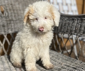 Miniature Bernedoodle Dog for Adoption in OLYMPIA, Washington USA