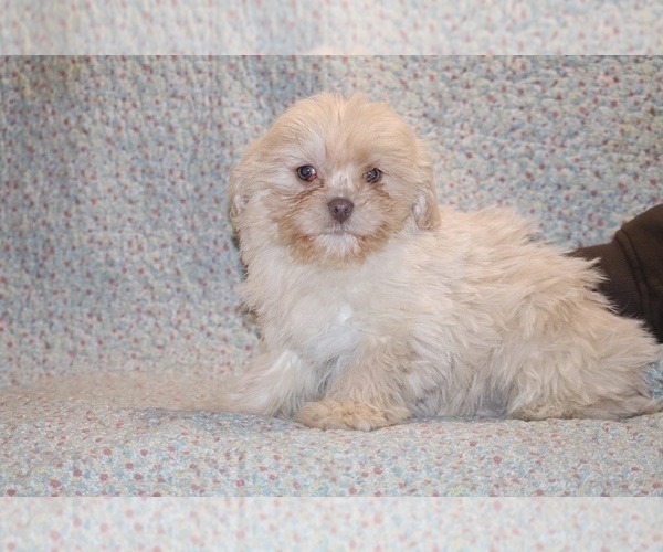 Medium Photo #2 ShihPoo Puppy For Sale in DYERSBURG, TN, USA