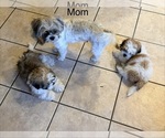 Small Photo #7 Shih Tzu Puppy For Sale in ALBUQUERQUE, NM, USA