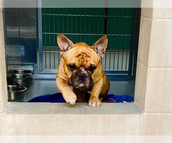 Medium Photo #1 French Bulldog Puppy For Sale in Orange, CA, USA