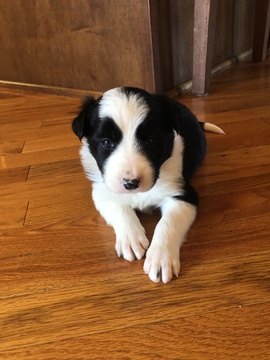 Medium Photo #3 Border Collie Puppy For Sale in GOODLETTSVILLE, TN, USA