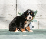 Small #2 Bernese Mountain Dog