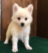 Small Photo #9 Japanese Spitz Puppy For Sale in SAN FRANCISCO, CA, USA