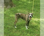 Small #4 American Pit Bull Terrier-Labrador Retriever Mix