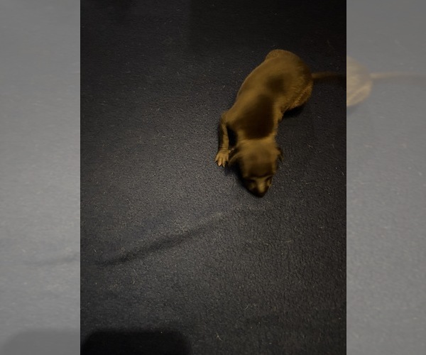 Medium Photo #2 Italian Greyhound Puppy For Sale in STILLWATER, OK, USA