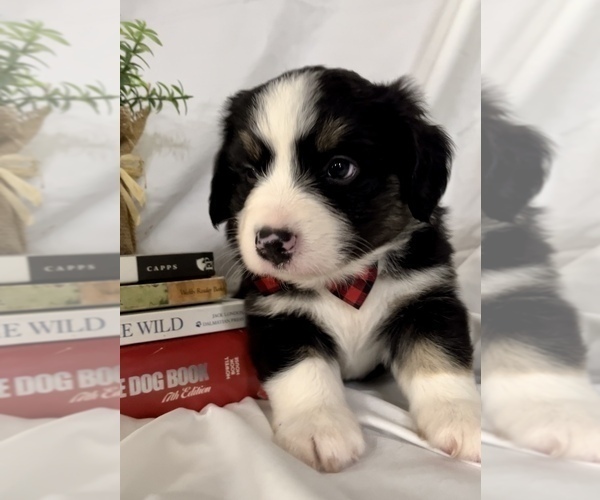 Medium Photo #6 Miniature Australian Shepherd Puppy For Sale in E LAURINBURG, NC, USA
