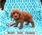 Image preview for Ad Listing. Nickname: Buster