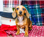 Puppy Tucker Dachshund