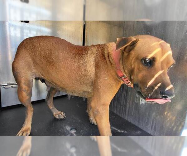 Medium Photo #1 Rhodesian Ridgeback-Unknown Mix Puppy For Sale in San Antonio, TX, USA